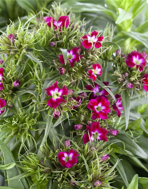 Dianthus barbatus