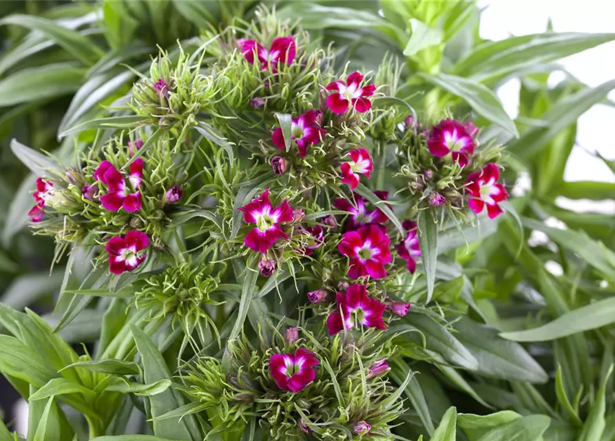 Dianthus barbatus