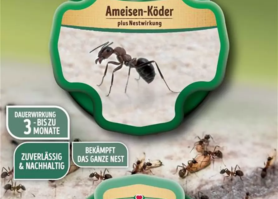 Substral Ameisen-Köder Plus Nestwirkung