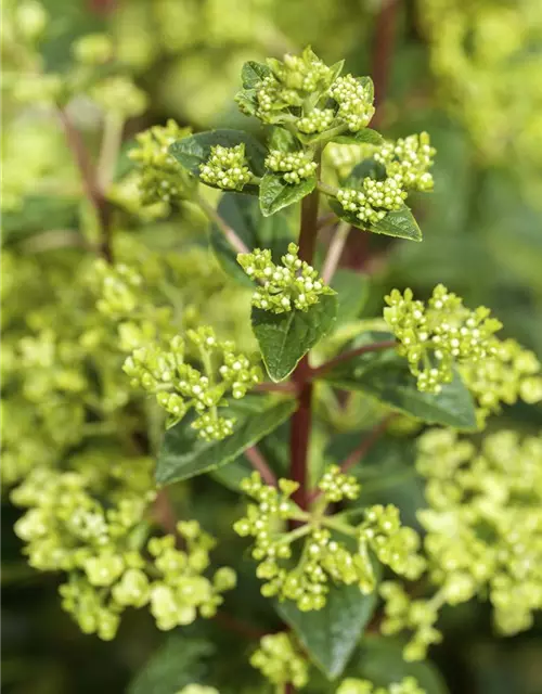 Hydrangea paniculata