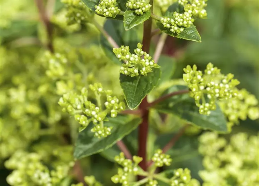 Hydrangea paniculata