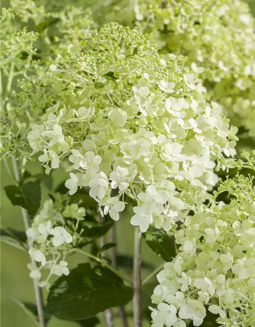 Hydrangea paniculata