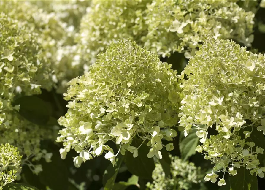 Hydrangea paniculata