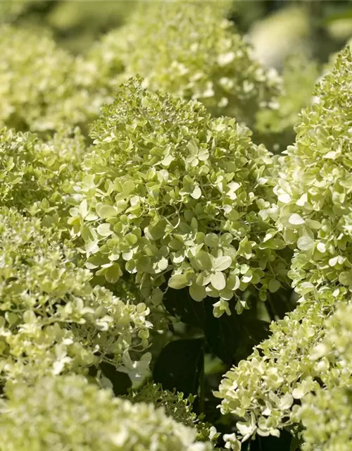 Hydrangea paniculata