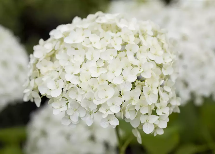 Hydrangea paniculata