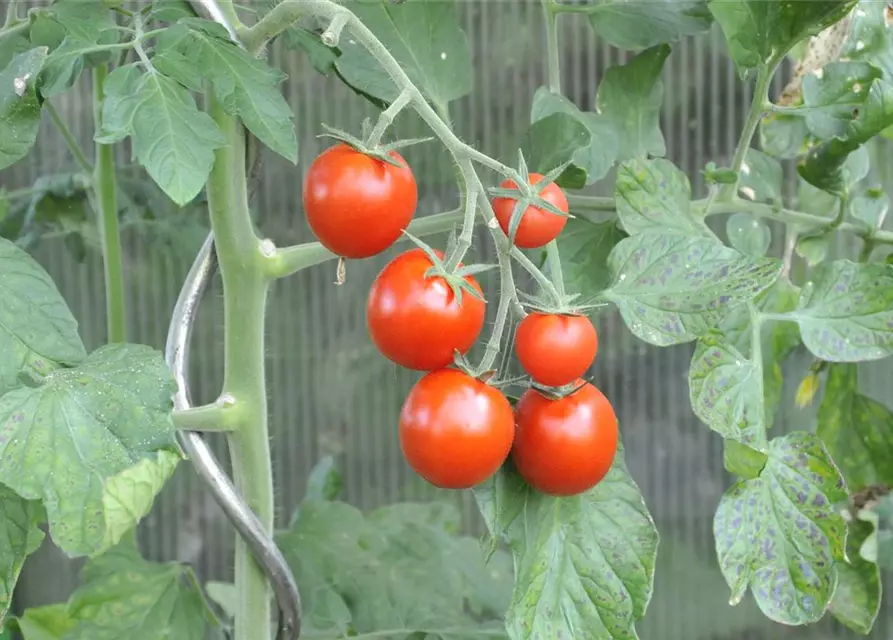 Tomate 'Picolino'