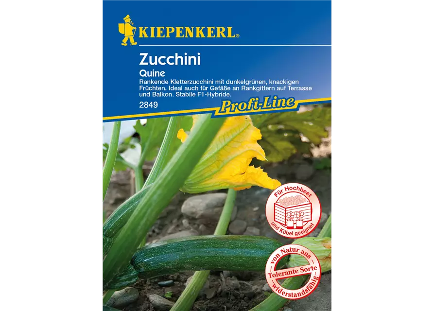 Kletter-Zucchini 'Quine'