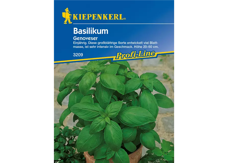 Garten-Basilikum 'Genoveser'