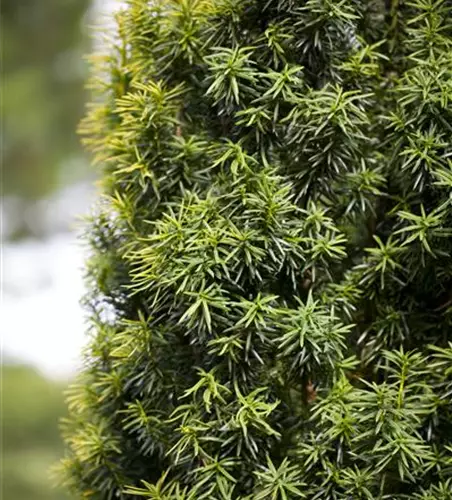 Taxus baccata