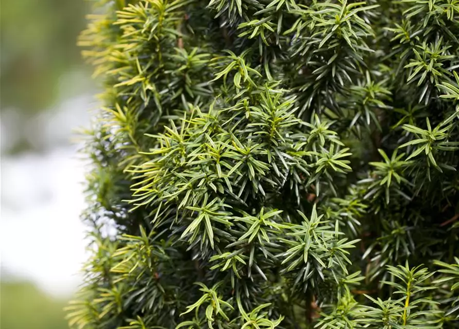 Taxus baccata