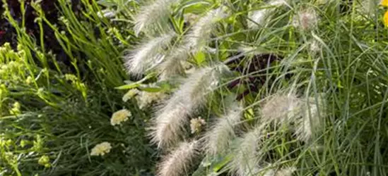 Pennisetum alopecuroides 'Hameln'