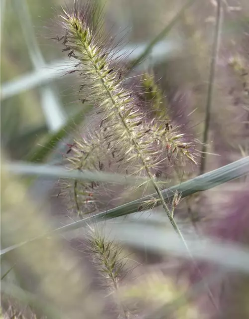 Pennisetum alopecuroides 'Hameln'