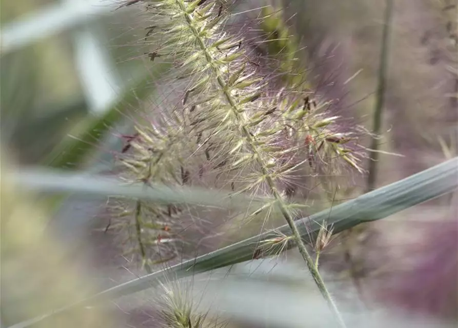 Pennisetum alopecuroides 'Hameln'