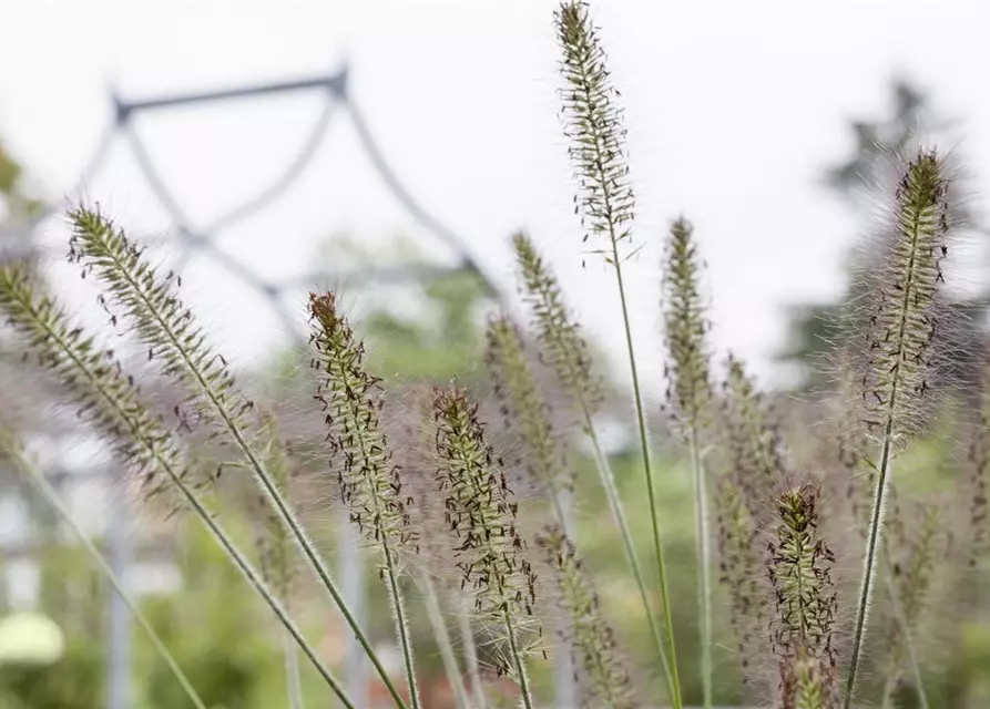 Pennisetum alopecuroides 'Hameln'