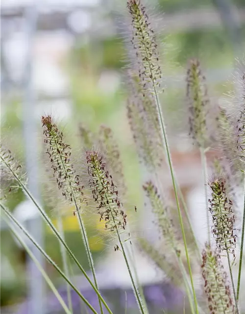 Pennisetum alopecuroides 'Hameln'