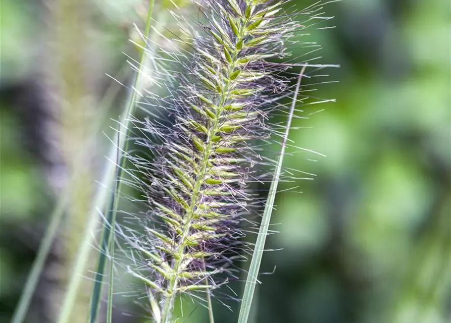 Pennisetum alopecuroides 'Hameln'