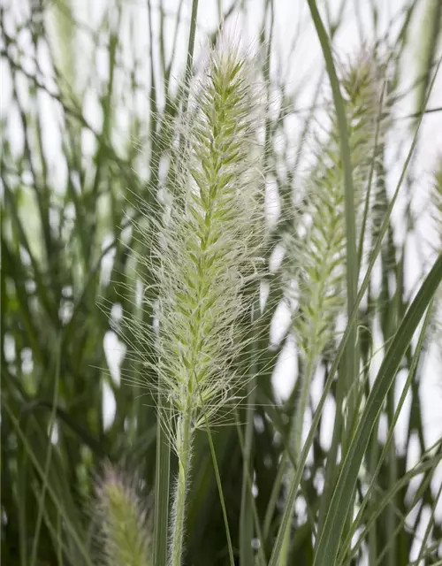 Pennisetum alopecuroides 'Hameln'