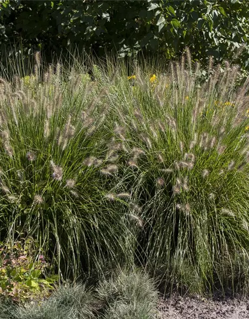 Pennisetum alopecuroides 'Hameln'