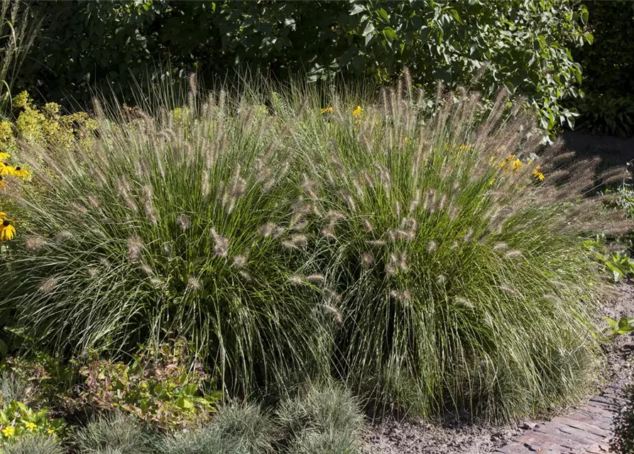 Pennisetum alopecuroides 'Hameln'