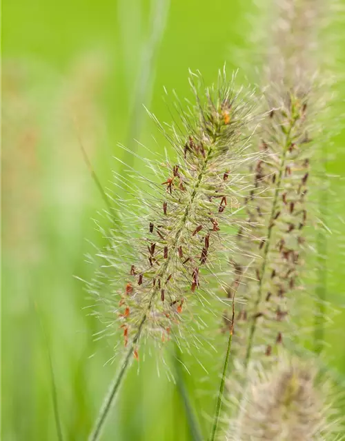 Pennisetum alopecuroides 'Hameln'