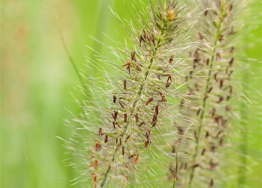 Pennisetum alopecuroides 'Hameln'