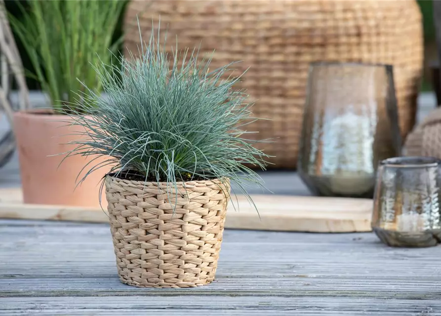 Festuca glauca