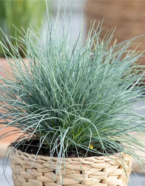 Festuca glauca