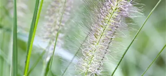 Pennisetum alopecuroides