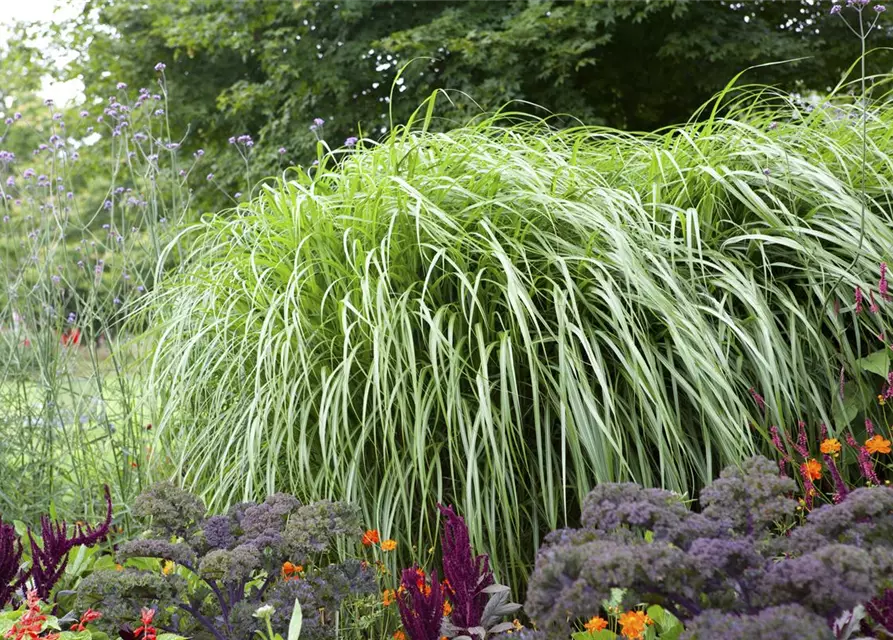 Pennisetum alopecuroides