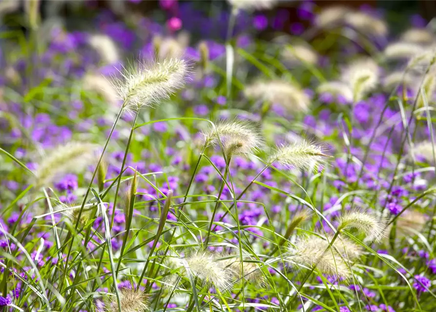 Pennisetum alopecuroides