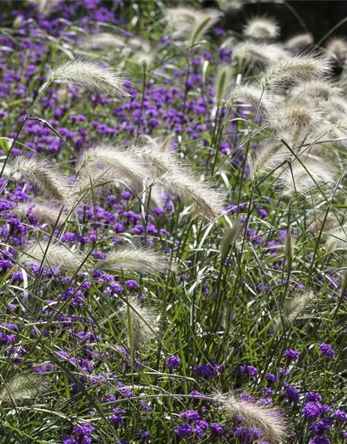 Pennisetum alopecuroides