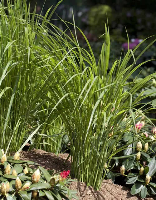 Panicum virgatum