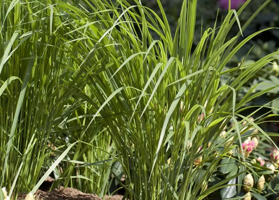 Panicum virgatum