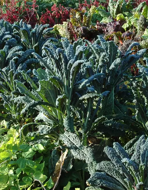 Palmkohl 'Nero di Toscana'