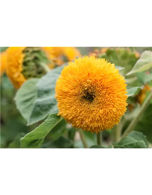 Sonnenblume 'Gelber Knirps'