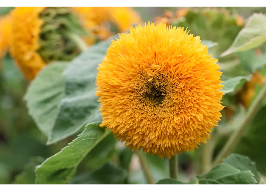 Sonnenblume 'Gelber Knirps'