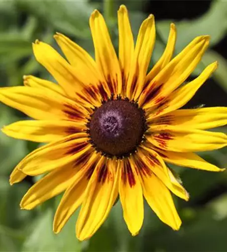 Sonnenhut 'Denver Daisy'