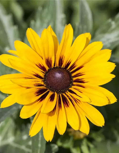 Sonnenhut 'Denver Daisy'