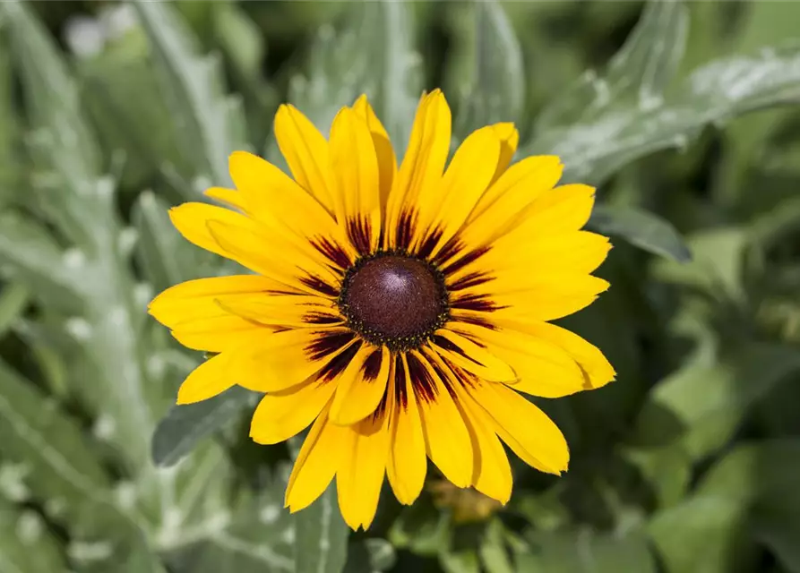 Sonnenhut 'Denver Daisy'