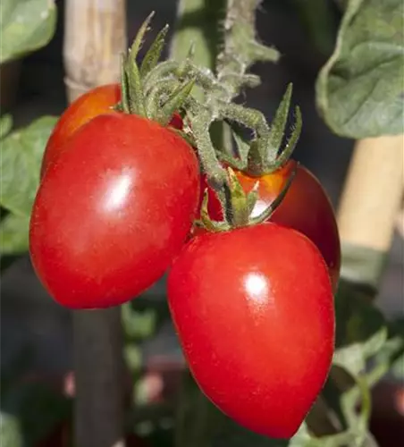 Eiertomate 'Roma'