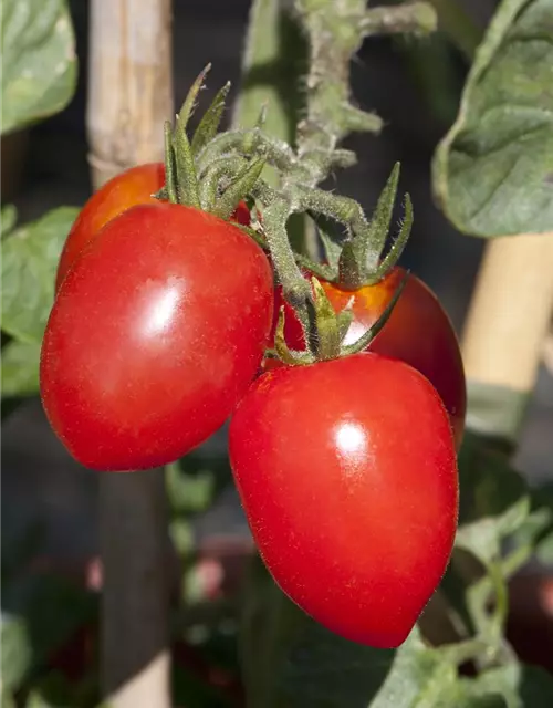 Eiertomate 'Roma'