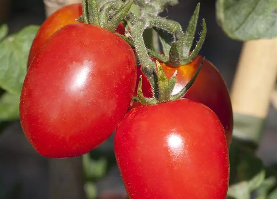 Eiertomate 'Roma'