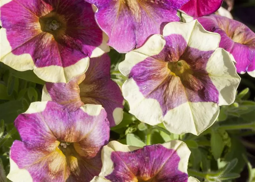 Petunie 'Chameletunia'®