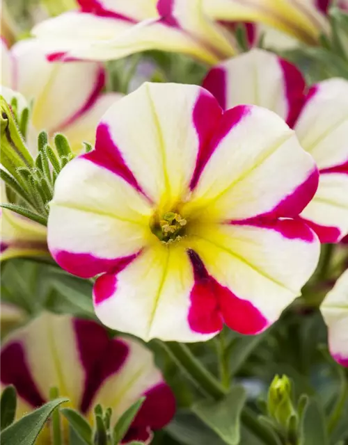 Petunie 'Chameletunia'®