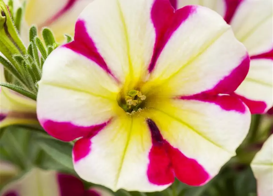 Petunie 'Chameletunia'®