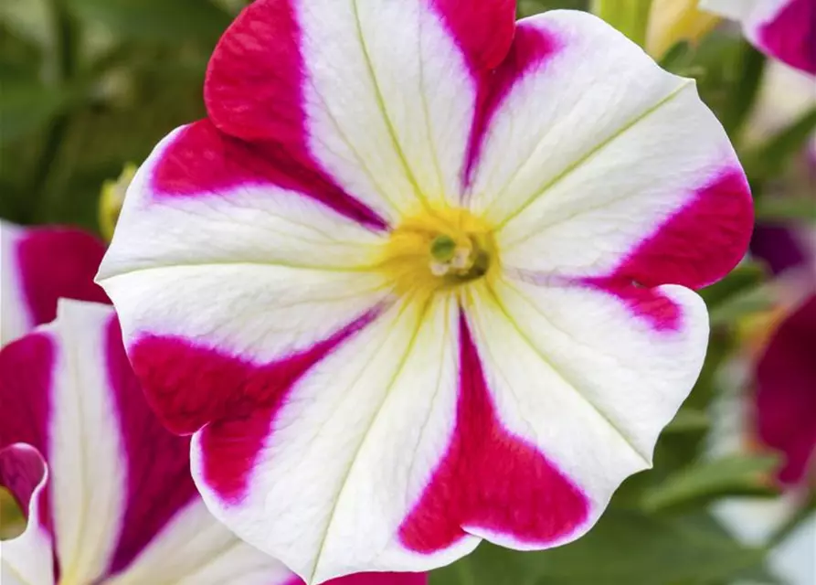 Petunie 'Chameletunia'®