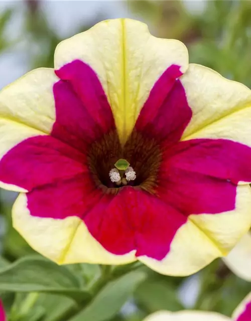 Petunie 'Chameletunia'®