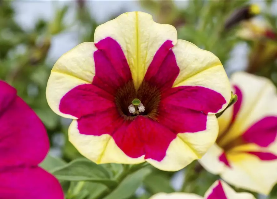 Petunie 'Chameletunia'®