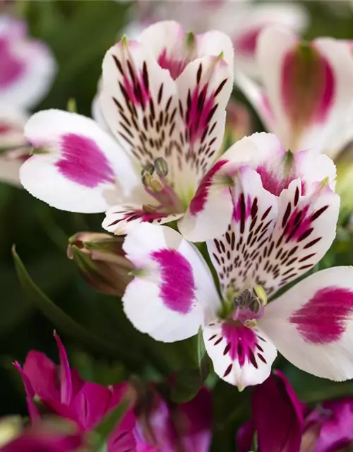 Inkalilie 'Inticancha® White Pink Blush'