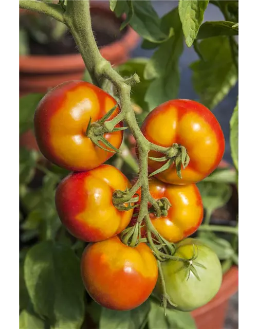 Tomate 'Goldene Königin'